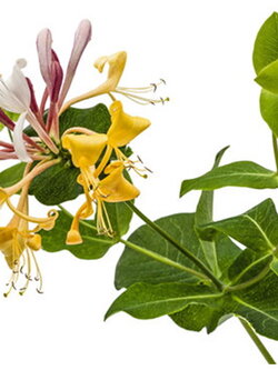 หัวน้ำหอมกลิ่นดอกสายน้ำผึ้ง Honey Suckle Fragrance