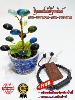 ต้นไหลน้ำพี้มหาโชค 13 เม็ด โคนต้นก้อนแร่เหล็กน้ำพี้ แถมฟรี สร้อยข้อมืออุนาโลมและพระผงแร่เหล็กน้ำพี้