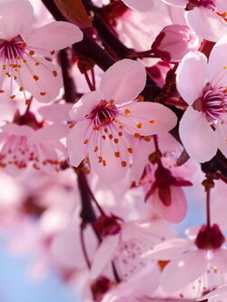 หัวน้ำหอมกลิ่นดอกซากุระ Flower Sakura Fragrance