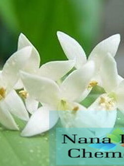 น้ำหอมกลิ่นดอกมะลิ Flower Jasmine Fragrance Oil