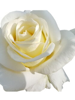 หัวน้ำหอมกลิ่นดอกกุหลาบขาว White Rose of Siam Fragrance