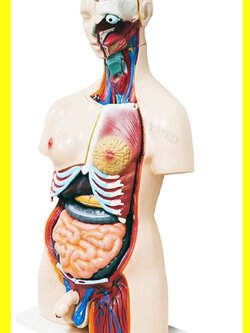 หุ่นจำลองมนุษย์และอวัยวะร่างกาย