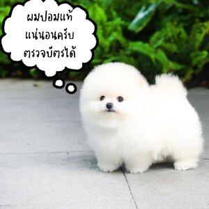 ปอมแท้ ปอมสปิต หรือ ปอมผสม แตกต่างกันอย่างไร?