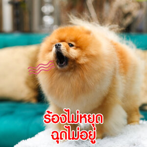 "ได้น้องหมามาใหม่ ร้องไม่ยอมหยุด" อุปสรรคที่มือใหม่หัดเลี้ยงปอม มักเจอในวันแรก