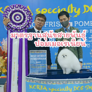 มาตรฐานสุนัขสายพันธุ์ปอมเมอเรเนียน
