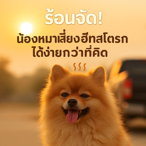 ☀️🚨 ร้อนจัด! น้องหมาเสี่ยงฮีทสโตรกได้ง่ายกว่าที่คิด! 🌡️🐶