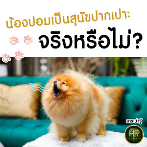 น้องปอมเป้นสุนัขปากเปาะ จริงหรือไม่?