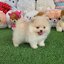 ปอมเมอเรเนี่ยนแท้สีขาวครีมเพศผู้ หมีๆ Whitecream bearface male