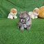 ลูกปอมเมอเรเนียนแท้ ด.ญ.สีวูฟเวเบิ้ล wolf sable female