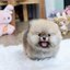 ปอมเมอเรเนี่ยนเพศผู้ สวยเว่อร์วังปังสุดๆทีคัพ Orange sable Male Teacup