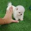 ลูกปอมเมอเรเนียนแท้ ด.ช.สีขาว ไซร์ทีคัพ