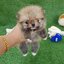 ลูกปอมเมอเรเนียนแท้ ด.ญ. ไซร์มินิทีคัพ