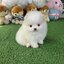 ปอมเมอเรเนี่ยนแท้ หน้าหมี สวยมากเพศผู้ White bearface male