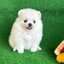 ปอมเมอเรเนี่ยนแท้สีขาวเพศเมีย น่ารักมากๆ