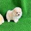 ปอมเมอเรเนี่ยนสีครีม หน้าหมีเพศผู้ Cream seble male