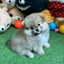 ปอมเมอเรเนี่ยนเพศผู้แบ๊วสุดๆ หมีเว่อร์วัง น่ารักมาก Gray colors pomeranian male