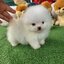 ปอมเมอเรเนี่ยนเพศเมียหน้าหมี ตัวเล็กน่ารักมาก Bearface teacup white female