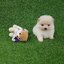 ลูกปอมเมอเรเนียนแท้ ด.ญ.สีขาวครีม ไซร์ทีคัพ