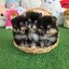 ปอมเมอเรเนี่ยนแท้ เพศเมียสีแบล็คแทน น่ารักมาก Blacktan female