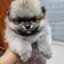 ลูกปอมเมอเรเนียนแท้ ด.ญ.เทาส้ม