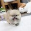 ปอมเมอเรเนี่ยนน่ารักๆ เพศเมีย Female pomeranian