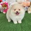 ปอมเมอเรเนี่ยนแท้สีขาวครีมเพศผู้ หมีๆ Whitecream bearface male