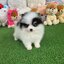 ปอมเมอเรเนี่ยนแท้ สามสีมีคิ้วน่ารัก เพศเมีย Tri colors female