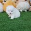 ลูกปอมเมอเรเนี่ยนแท้ ปอมปอมแท้ หน้าหมีสีขาวสำลี ด.ช.เกรดประกวด