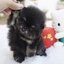 ปอมเมอเรเนี่ยนแบล็คแทนทีคัพจิ๋วๆหมีๆ Male teacup Blacktan colors