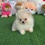 ปอมเมอเรเนี่ยนแท้ เพศผู้หน้าหมี White Bearface male