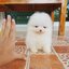 ลูกปอมเมอเรเนียนแท้ ด.ช สีขาว