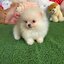 ปอมเมอเรเนี่ยนแท้ เพศผู้หน้าหมี White Bearface male