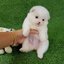 ลูกปอมเมอเรเนียนแท้ ด.ช.สีขาวครีม