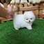 ลูกปอมเมอเรเนียนแท้ ด.ช ขาวครีม ไซร์ทีคัพ