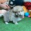 ปอมเมอเรเนี่ยนเพศผู้แบ๊วสุดๆ หมีเว่อร์วัง น่ารักมาก Gray colors pomeranian male