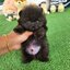 ปอมเมอเรเนี่ยนแท้เพศผู้ ทีคัพ สวยเว่อร์มากก Black teacup male