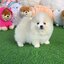ปอมเมอเรเนี่ยนแท้ๆ หน้าหมี เพศเมียสีขาวสวยๆ เกรดท็อป White female pomeranian