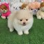 ปอมเมอเรเนี่ยนแท้สีขาวครีมเพศผู้ หมีๆ Whitecream bearface male