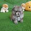 ลูกปอมเมอเรเนียนแท้ ด.ญ.สีวูฟเวเบิ้ล wolf sable female