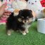 ปอมเมอเรเนี่ยนแท้ เพศเมียสีแบล็คแทน น่ารักมาก Blacktan female