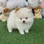 ปอมเมอเรเนี่ยนแท้ หน้าหมีสีขาว หล่อมาก White bearface male