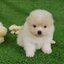 ลูกปอมเมอเรเนียนแท้ ด.ญ สีขาวครีม