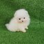 ลูกปอมเมอเรเนียนแท้ ด.ช.สีขาว