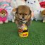 ปอมเมอเรเนี่ยนแท้หน้าหมี เพศผู้น่ารักปุ๊กปิ๊ก Bearface orange male