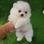 ลูกปอมเมอเรเนียนแท้ ด.ช.สีขาว ไซร์ทีคัพ