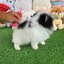 ปอมเมอเรเนี่ยนแท้ สามสีมีคิ้วน่ารัก เพศเมีย Tri colors female