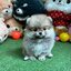 ปอมเมอเรเนี่ยนเพศผู้แบ๊วสุดๆ หมีเว่อร์วัง น่ารักมาก Gray colors pomeranian male