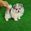 ปอมเมอเรเนี่ยนแท้ สีปาร์ตี้บลูเมิร์ล ตาสีฟ้าสวยมาก Tri coler blue merle female
