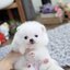 ปอมเมอเรเนี่ยนสีขาว ทีคัพเพศผู้จิ๋วๆ Teacup pure white male