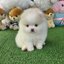 ปอมเมอเรเนี่ยนแท้ หน้าหมี สวยมากเพศผู้ White bearface male
